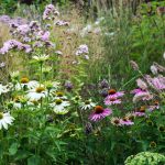 Bylinkový záhon s trvalkami