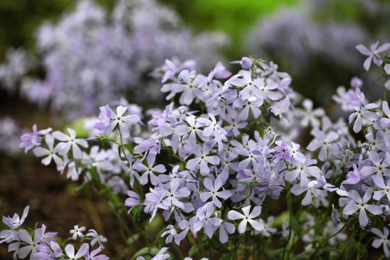 Spoznajte 5 krásnych floxov: Tieto dlhoveké, voňavé a nenáročné kvety potešia v každej záhrade