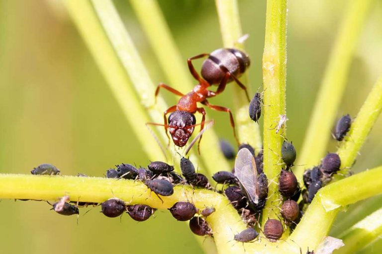 Mravec a vošky na rastline