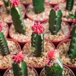 Vrúbľované kaktusy