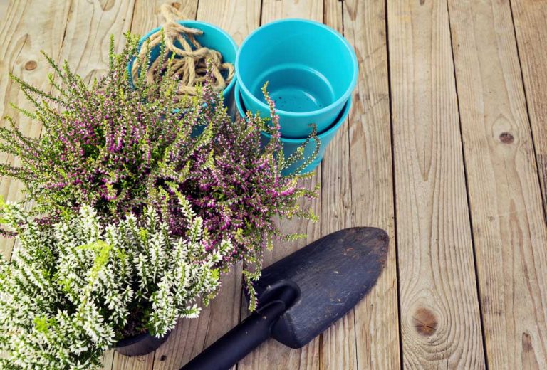Rozmnožte si vresy pomocou odrezkov. Práve teraz je na to vhodné obdobie