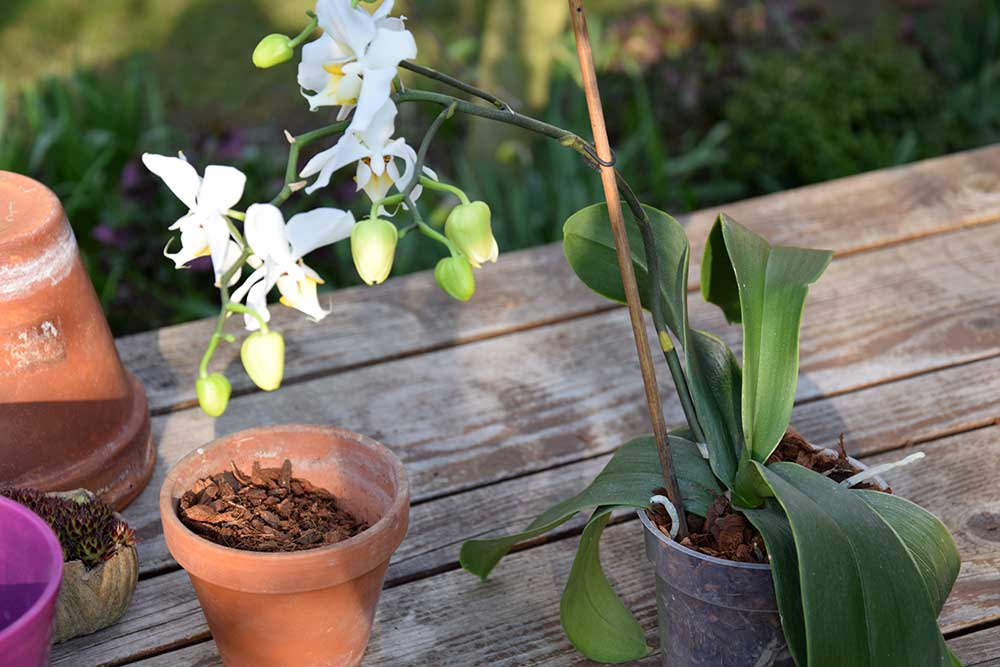 Kvetouci orchideje presazujte jen v krajnim pripade.