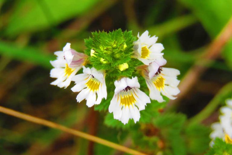 Očianka vám spestrí prechádzku na sklonku leta. Jej liečivý benefit plynie už z jej názvu