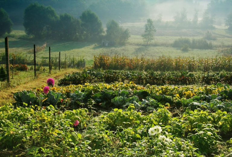 Aké plodiny sa dajú ešte teraz vysievať a prečo sa oplatí zelené hnojenie?
