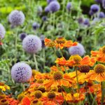 Kvety neskorého leta v záhrade