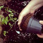 Výsadba čučoriedky