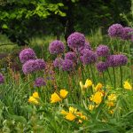 Všetko o výsadbe cibuľovín a hľuznatých rastlín: 8 najčastejších otázok a všetky dôležité rady