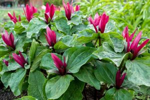 Trillium chloropetalum