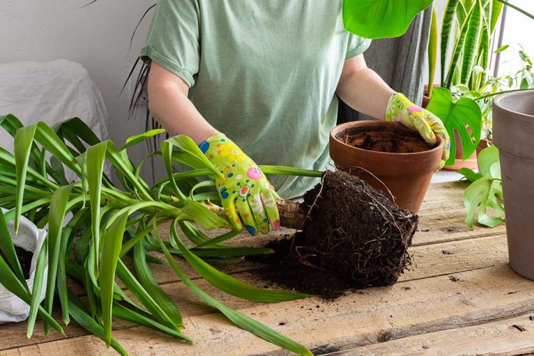 Suché a škvrnité listy juky po presadení. Čo s tým?