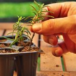 Rozmnožovanie rozmarínu pomocou odrezkov