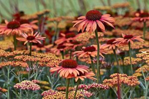 Echinacea a rebríček