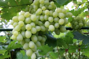 Vitis vinifera ´Galahad´ 03