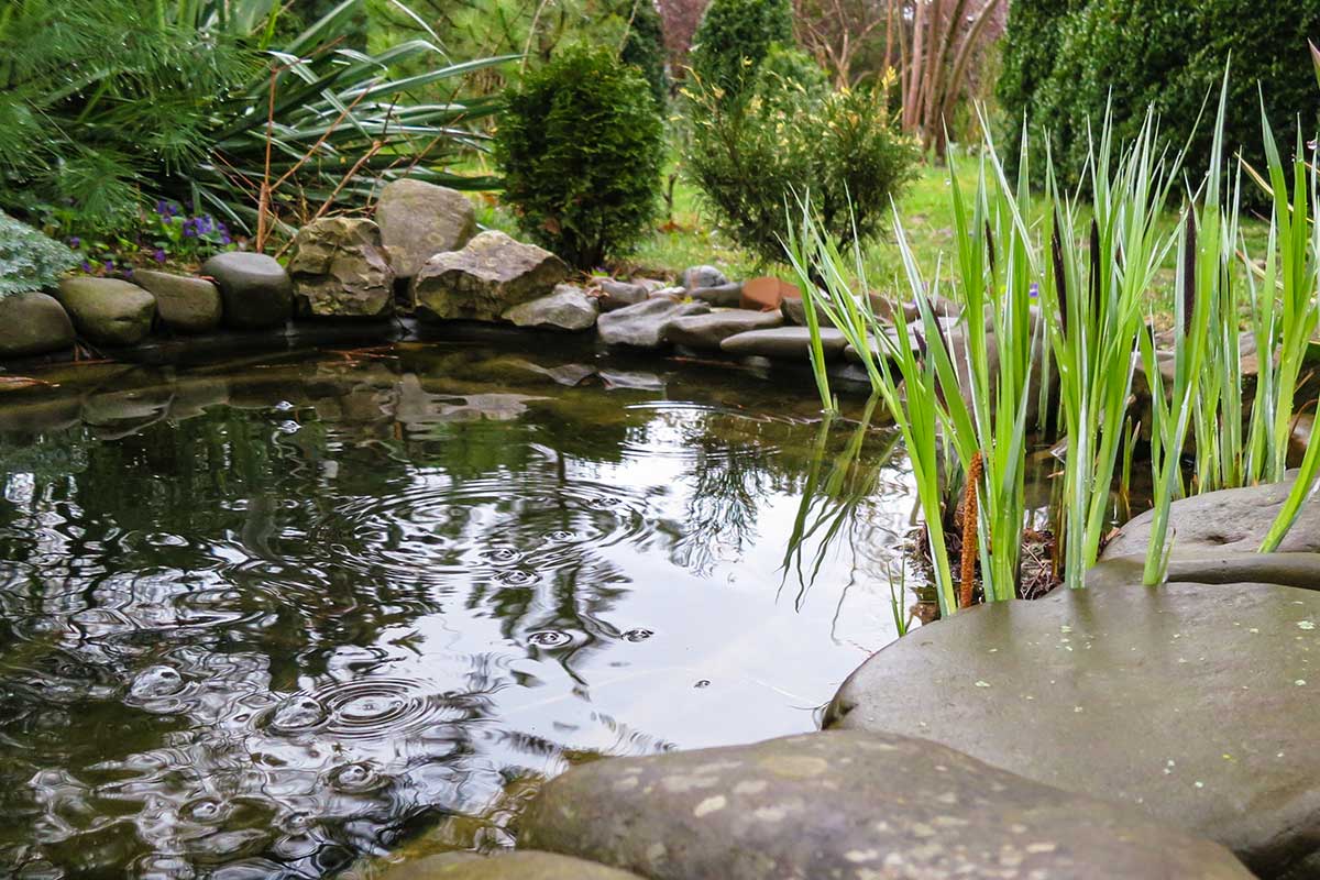 Jesenná starostlivosť o záhradné jazierko 