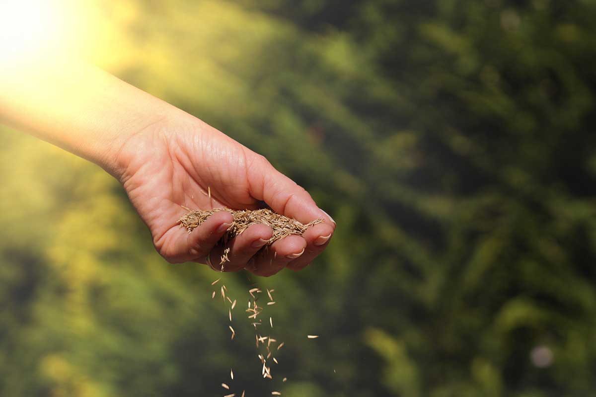 Jesenný výsev trávnika 