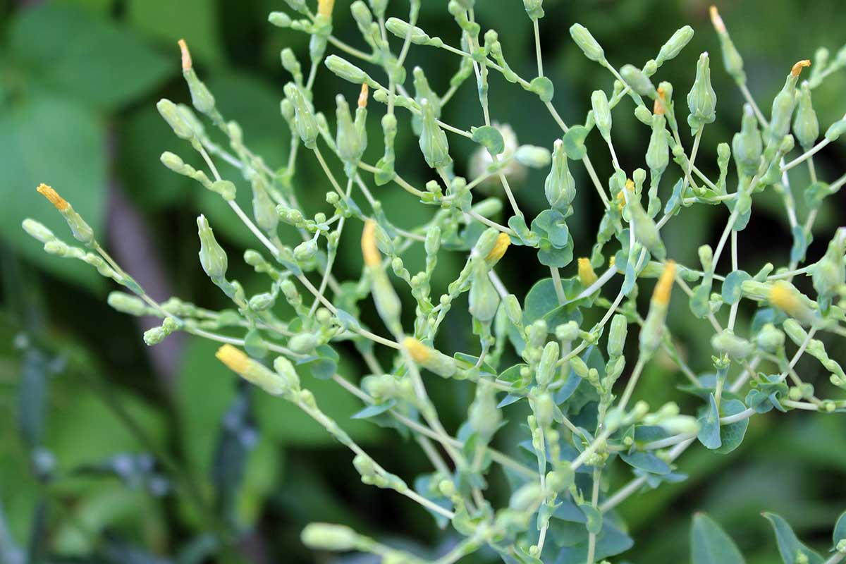 Kvety šalátu ponechané na osivo