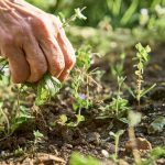 Vytrhávanie buriny zo záhona