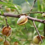 Krásna a chutná mandľa: Kde sa jej bude dariť?