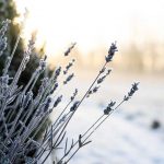 Zamrznutá levanduľa