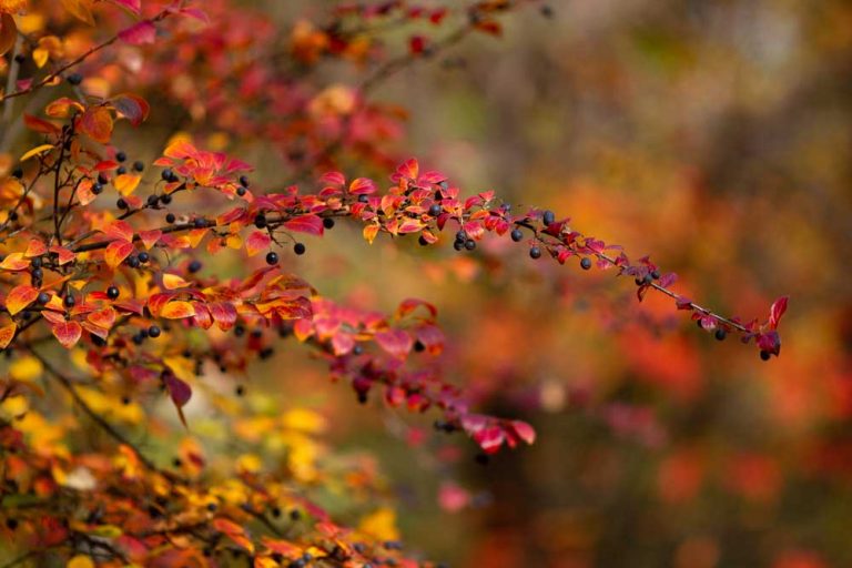 Túžite po nenáročnej a husto olistenej drevine? Siahnite po skalníku