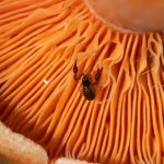 Šťúrik na lesnej hube