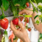 Zber jahôd z vertikálnej steny