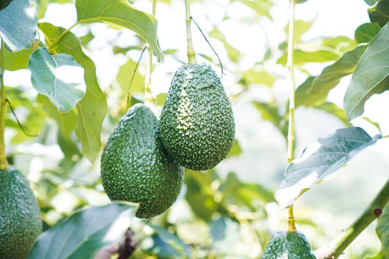Dá sa na Slovensku dopestovať avokádo?