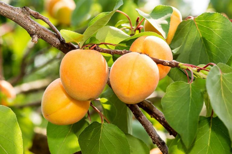 Ako pestovať marhule na Orave?