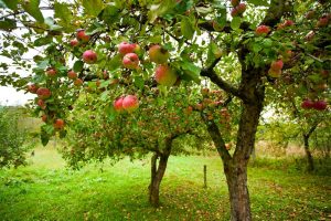 Staré jablone v ovocnom sade