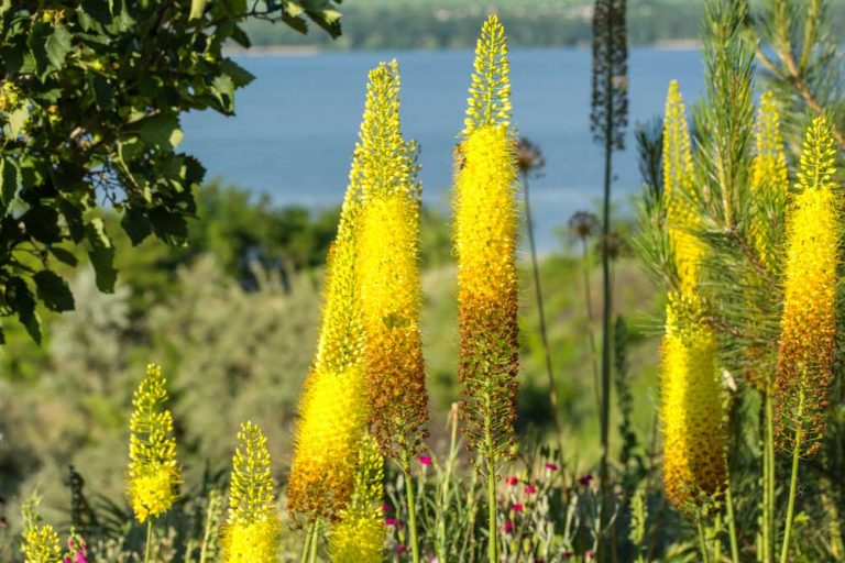 Nedarí sa vám dopestovať fakľu? Martin Čurda prezradí, čo je pri jej pestovaní kľúčové