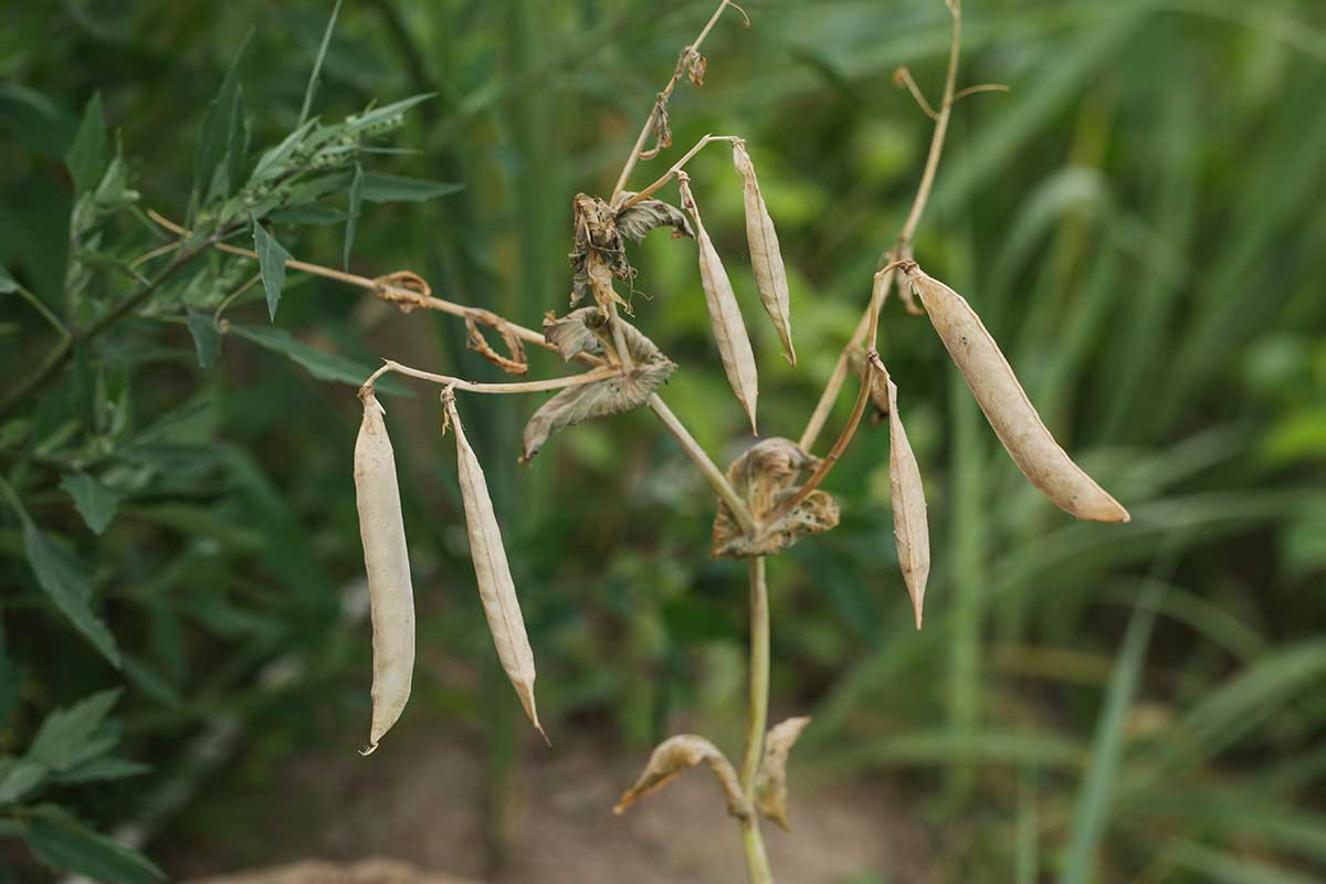 Zoschnutý hrášok ponechaný na semená