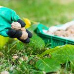 Zber vlašských orechov