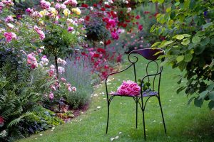 Ruže v záhrade, kovová záhradná stolička