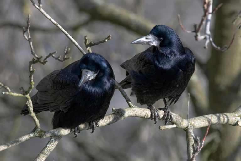 Prefíkaní operenci: Vrany, straky a havrany patria medzi najinteligentnejšie vtáky na našej planéte