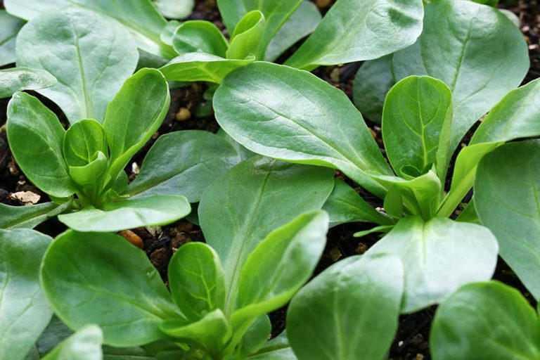 Chýba vám záhrada? Vysejte si valeriánku!