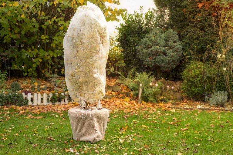 Ochráňte ruže v záhrade, pivónie a rastliny v kvetináčoch pred mrazom skôr, ako ich poškodí