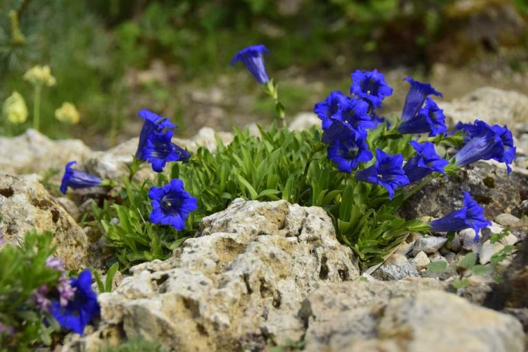 Závan hôr vo vašej záhrade: Zvoncové kvety horcov vás očaria