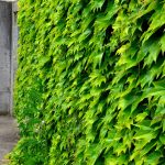 Pavinič na betónovom plote