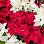 Vianočná hviezda, vianočná ruža