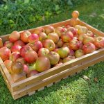 Debnička na ovocie plná jabĺk