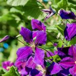 Plamienky (clematis)