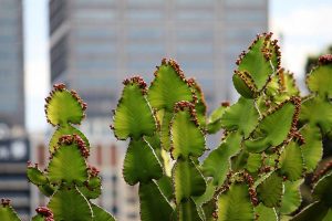 Prýštec Euphorbia cooperi