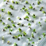 Ako dlho sú klíčivé semená zelenín?