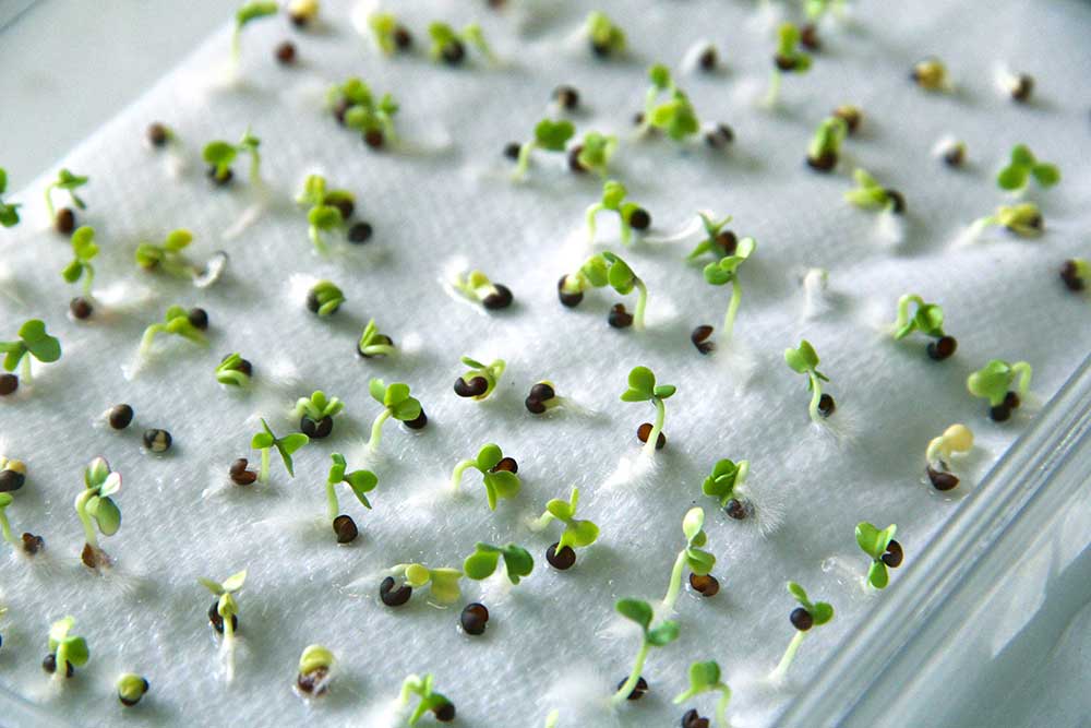 Ako dlho sú klíčivé semená zelenín?
