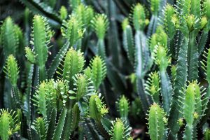 Prýštec trojhranný - Euphorbia trigona