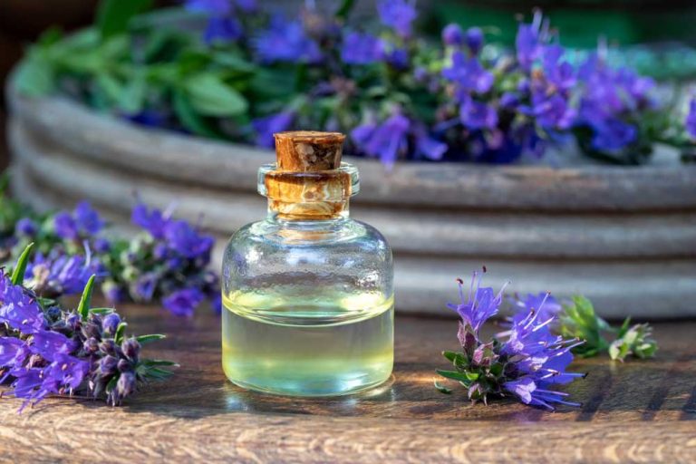 Bylina prvej pomoci pri ochoreniach dýchacích ciest: Yzop lekársky