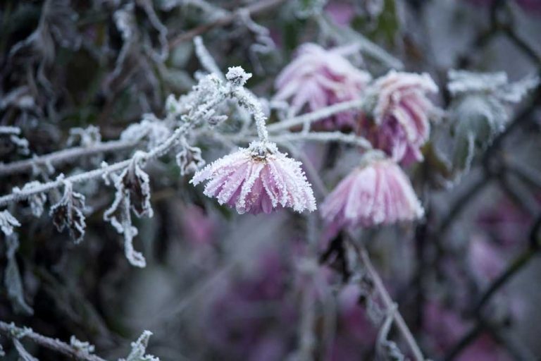 Martin Čurda radí: Je lepšie zrezať odkvitnuté trvalky pred zimou, alebo až na jar?