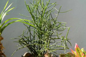 Prýštec Euphorbia tirucalli