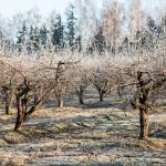 Zamrznutý ovocný sad