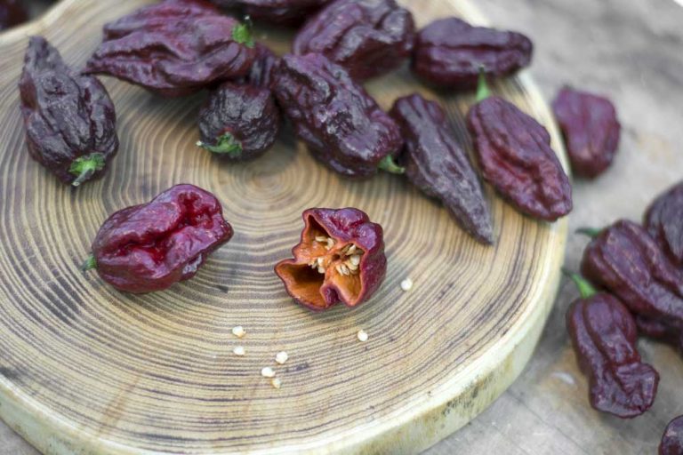 Decembrový sprievodca pestovaním: Sezóna výsevu papriky čínskej a páperistej začína práve teraz