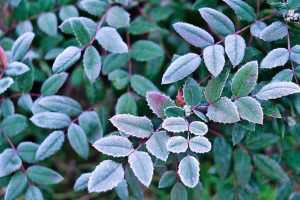 Mahonia